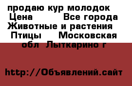 продаю кур молодок. › Цена ­ 320 - Все города Животные и растения » Птицы   . Московская обл.,Лыткарино г.